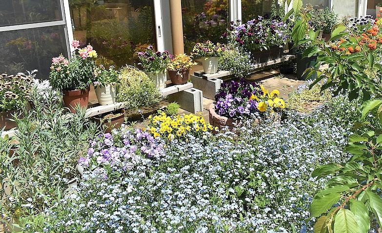 色とりどりのお花