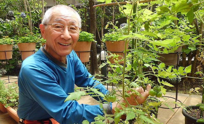 テラスでトマトが実ったぞ！