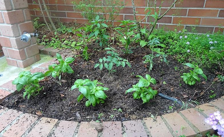 野菜の苗を植えました