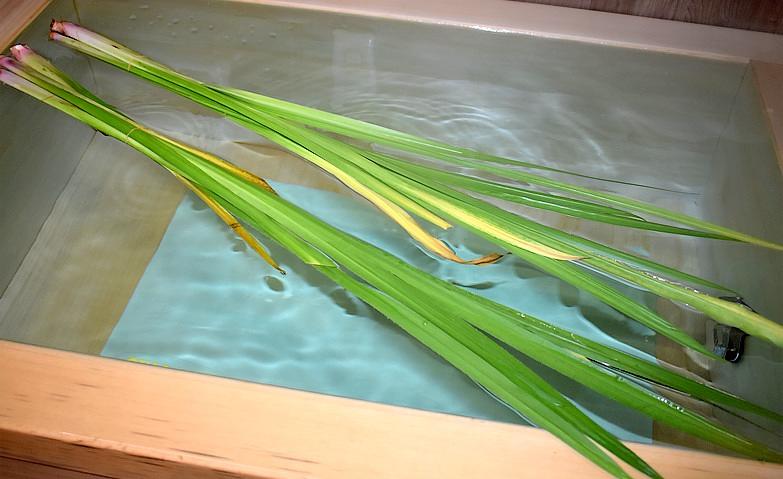 5月5日は菖蒲湯で温まりましょう