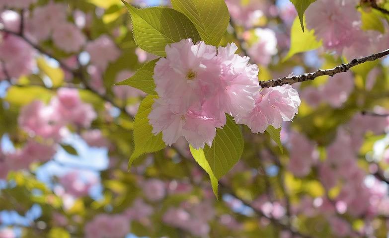 春を感じて～満開の山桜～			
