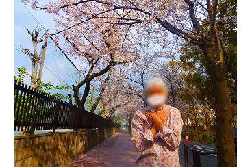 満開の桜画像2