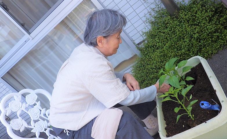 夏野菜の植えつけ～大きくなるのが楽しみ～