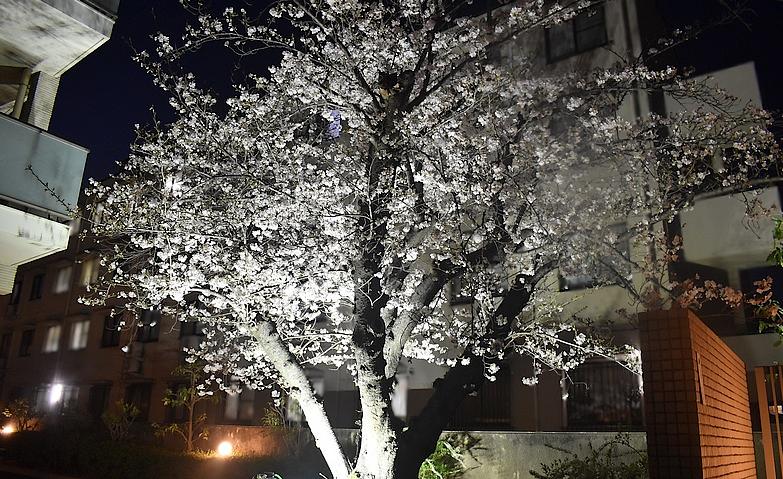 春らんまん！夜桜ライトアップ