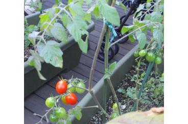 トマトの収穫画像2