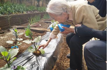 上野毛ファームは忙しい！茄子の植え付け画像1