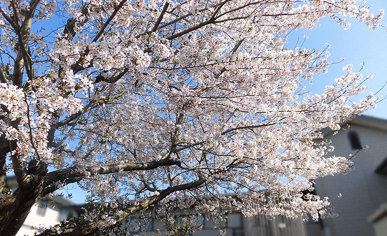 中庭の桜が満開になりました。