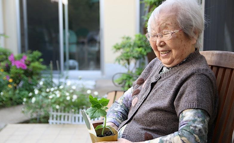 畑の野菜の植え替え