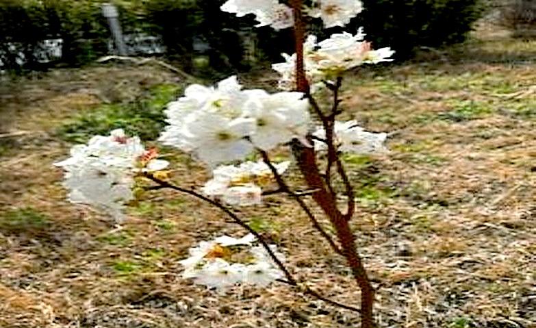 お花見日和