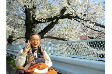 山崎川　満開の桜画像4
