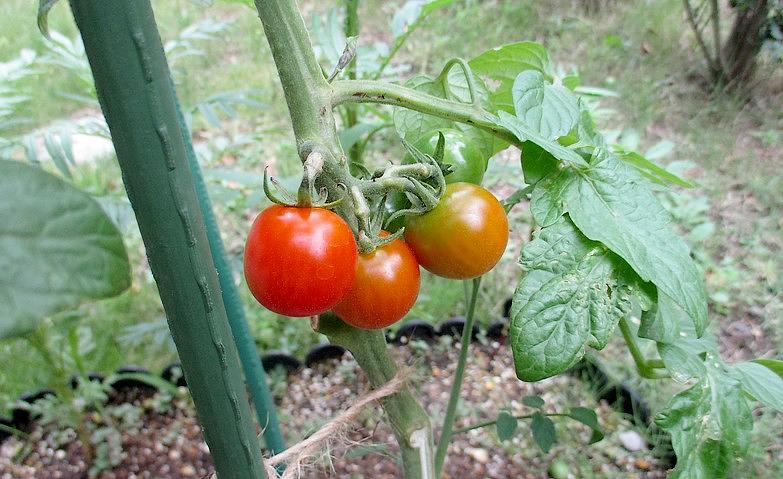 トマト、収穫しました！