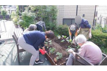 園芸部～トマトを植えました～画像2