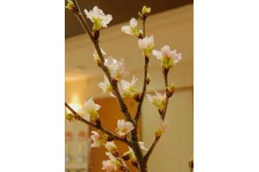 ２月フラワーアレンジメント・桜