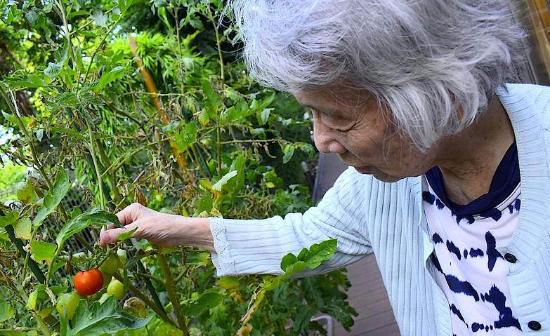 待ちに待ったトマトの収穫！