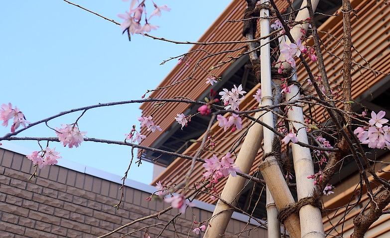 春を彩る桜			