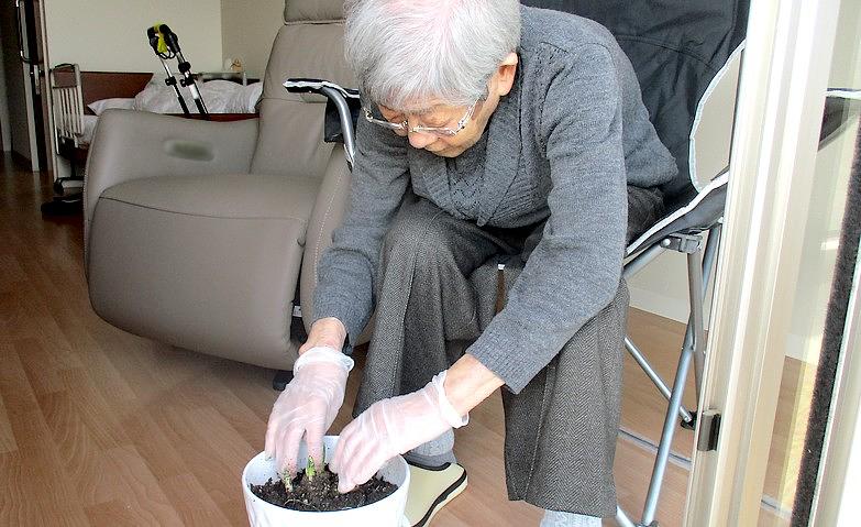 お部屋で菜園