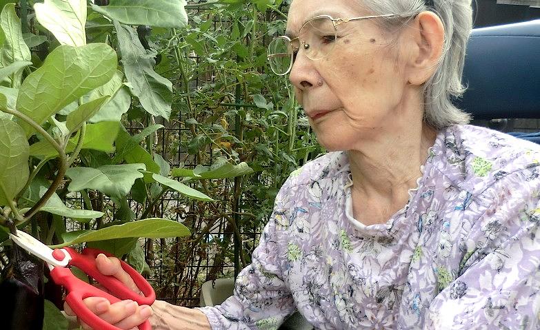 夏野菜の収穫			