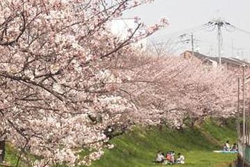 古川沿い