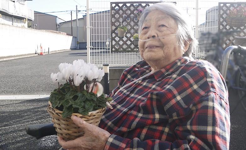 シクラメン鑑賞会