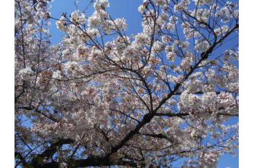桜満開の季節