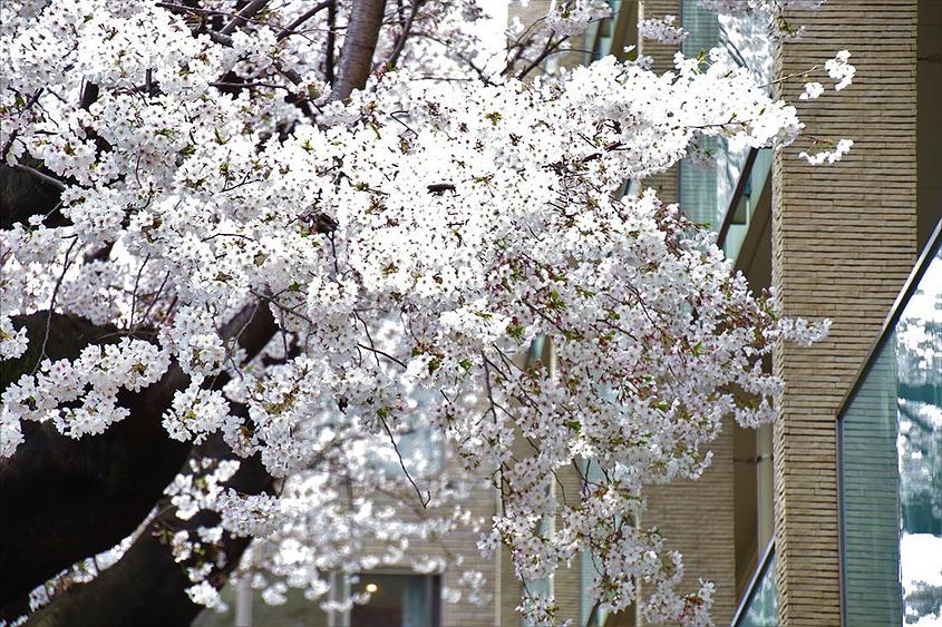 敷地内の樹齢60年以上のソメイヨシノ