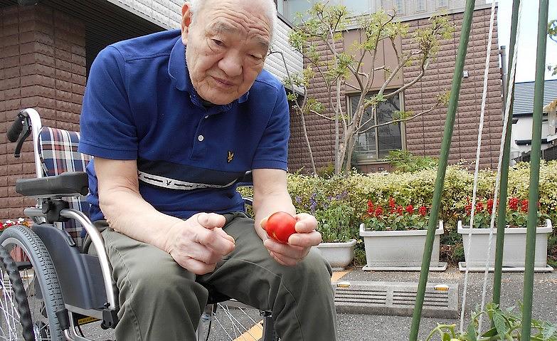 真っ赤なトマトを収穫！