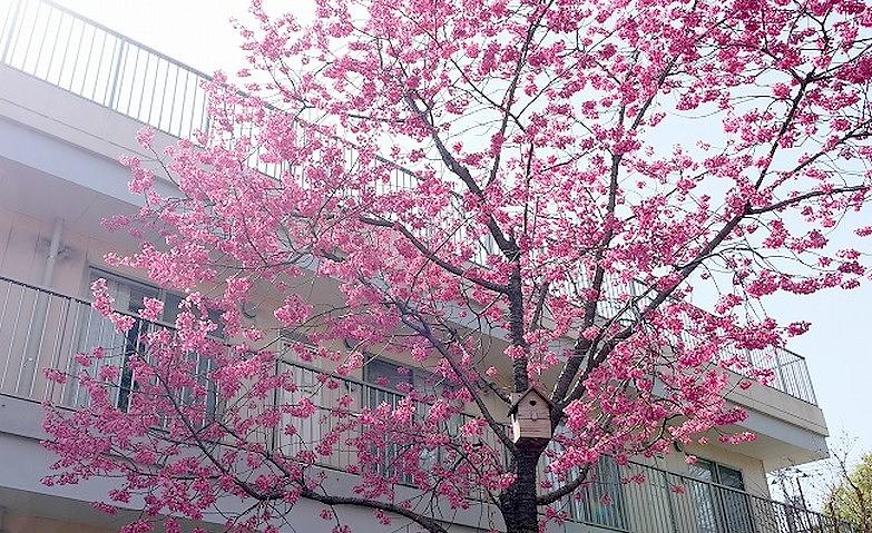 中庭の桜の樹