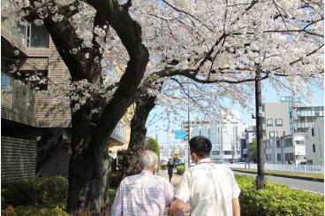満開の桜画像3