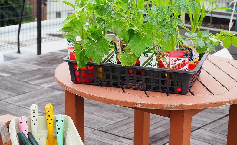 屋上菜園では夏野菜の栽培が始まりました！