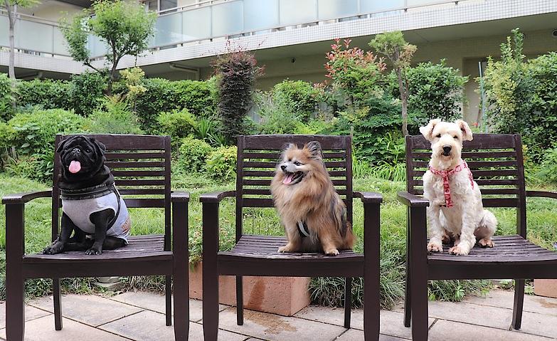 人気の犬たちに囲まれて笑顔のひとコマ