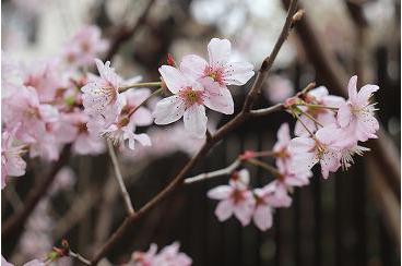 「アリア上井草」に春の訪れ…
