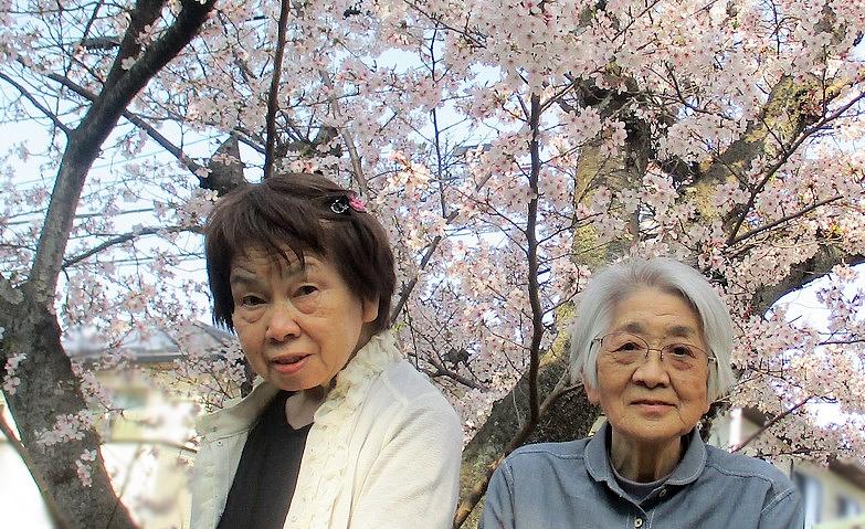 満開の桜を見に行こう！