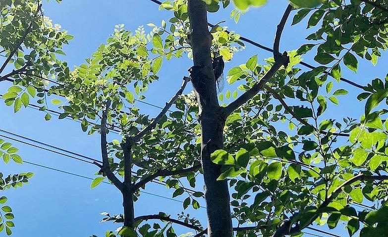 夏が来た！