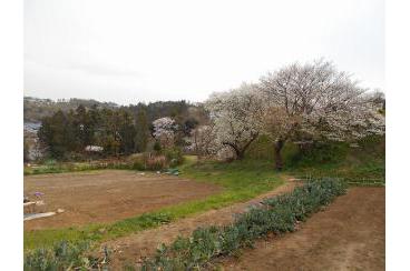 鎌倉山の桜画像3
