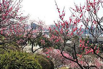 池上梅園