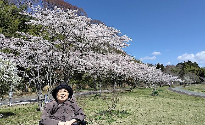 満開の桜に包まれて楽しむお花見