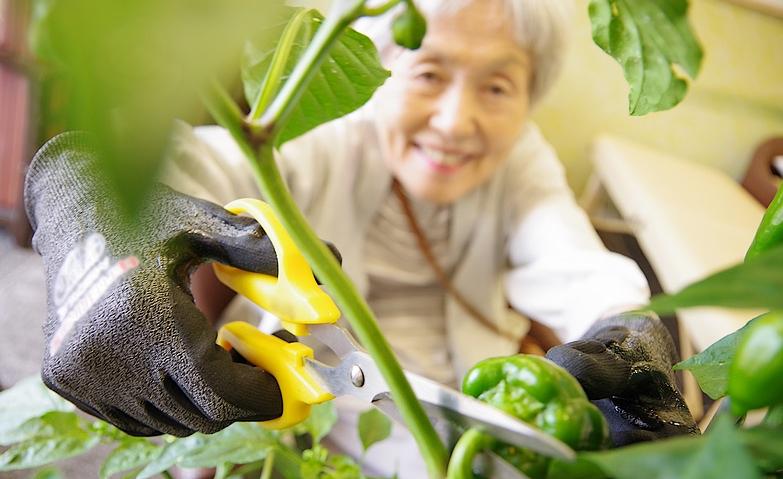 野菜の収穫