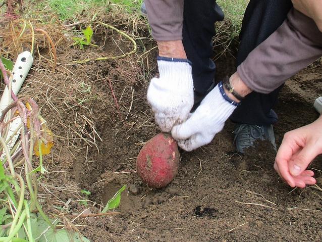 秋の収穫体験！～お芋堀り～