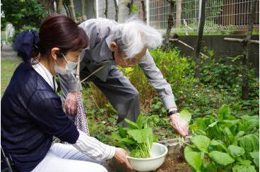 小松菜と水菜の収穫画像2