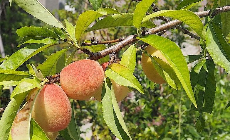 ホームに桃が実っていました！