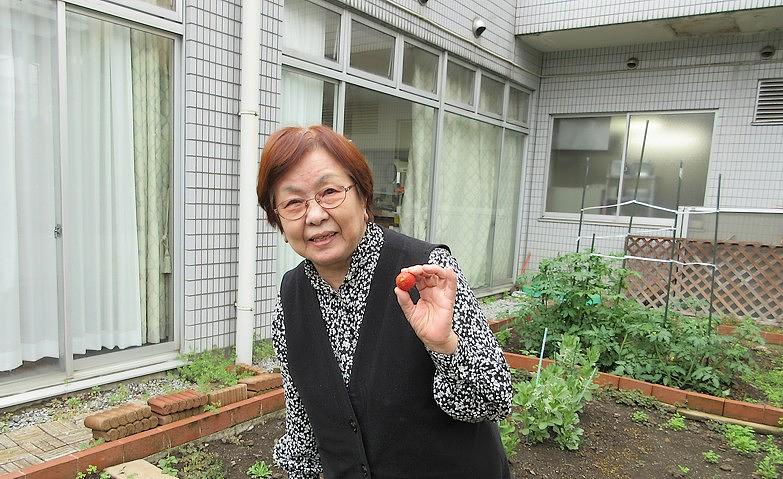 いちごの収穫