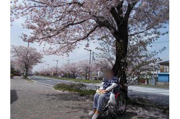 桜を見に行きました！