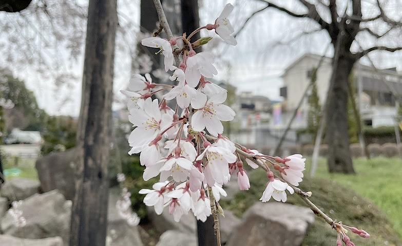 春の風物詩～桜鑑賞～		