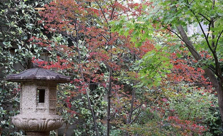 日本庭園～深秋～			