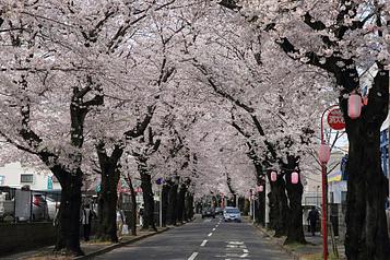 常盤平さくら通り