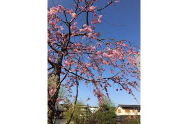 桜が満開！画像3