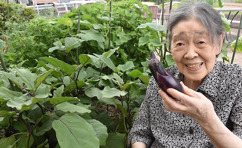 夏野菜、収穫しました！			