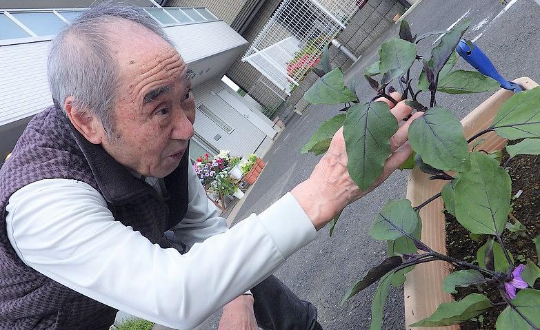 夏野菜の成長を見守るひととき