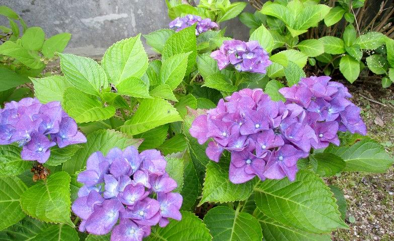梅雨のお花、紫陽花