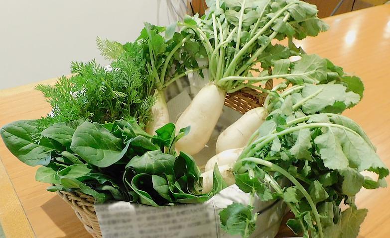 ダイコンの間引き！